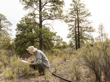 nau cefns student doing research in a field near sunset crater