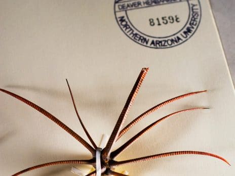 cactus spines on a white envelope
