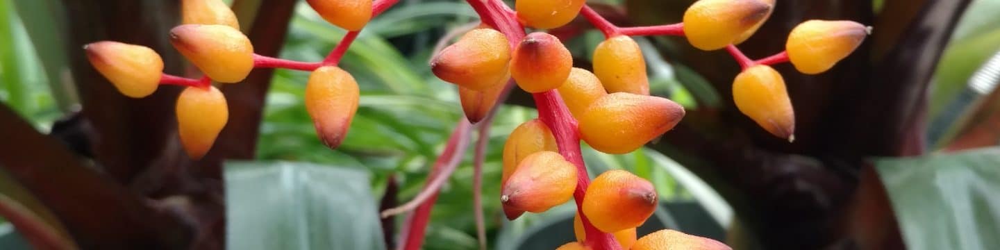 flowers in teaching greenhouse at nau