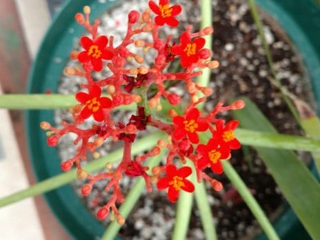 orange flowers in a teaching greenhouse at nau