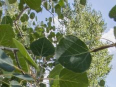 aspen tree leaves on a tree in front of biological sciences building at nau