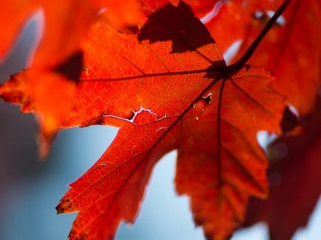red leaves on nau campus trees in flagstaff