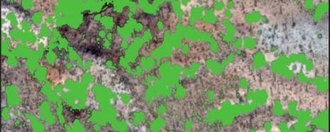 NAU students study vegetation cover & dynamics