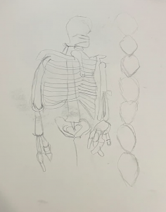 Pencil drawing of a skeleton