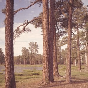 Spring in the Forest on the Mogollon Plateau, Arizona. Just back from the breakoff of the Mogollon Rim, the rich brown of tall Ponderosa pine edging a meadow and pond suggest a coolness of the season. Sitgreaves Nat'l Forest. [Caption by Josef Muench]