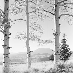 San Francisco Peaks- Fall. Autumn- San Francisco Peaks- View thru 3 Aspens from Snowbowl. [Caption by Josef Muench]