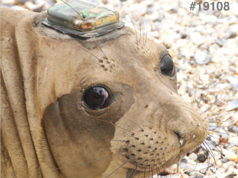 photo of a seal with a mechanical device