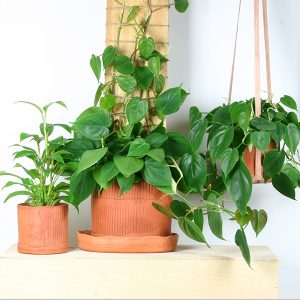 Link to Jacob Honn's BFA Show