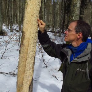 older man examines tree bark in a snowy forest