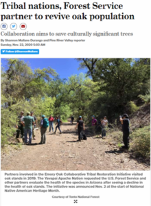 emory oak news story