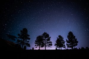 Panoramic view of stars with trees in the forefront