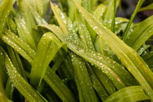 Close-up of bright green, strappy leaves covered in many clear water droplets, suggesting rain or dew.