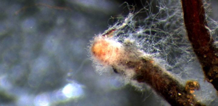 Ppine_mycorrhiza-ek