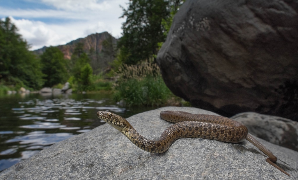 News And Events | Gartersnake Research Project