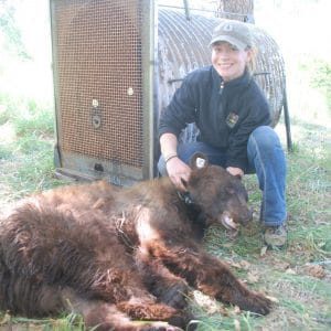 Former MS student, Sarah Kindschuh with a black bear fitted with a GPS collar to monitor movements and habitat selection in the Jemez Mountains, New Mexico