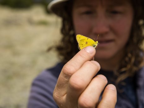 person holding a yellow butterfly close to camera
