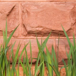 closeup photo of Old Main brick wall focusing on grass blades leaning against the wall