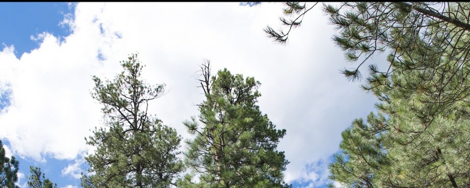photo of pine trees and the sky