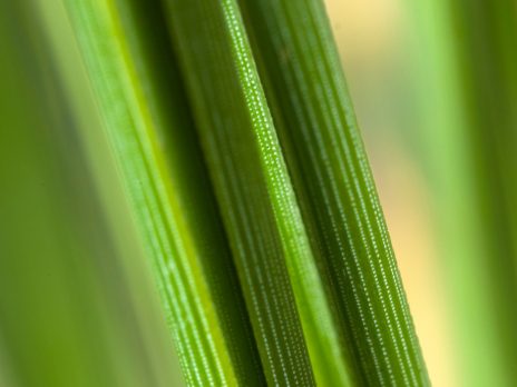 Plant Detail