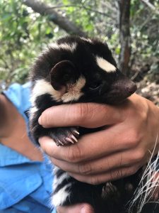 Channel Island spotted skunk