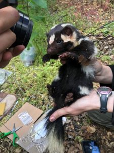 Spotted skunk wearing an accelerometer