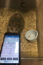 Tenrec during the data download