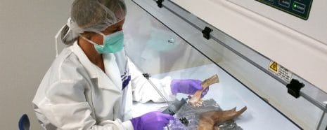 DNA extraction from ancient bison jawbone