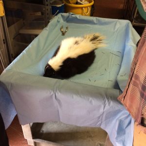 Sedated research skunk in lab