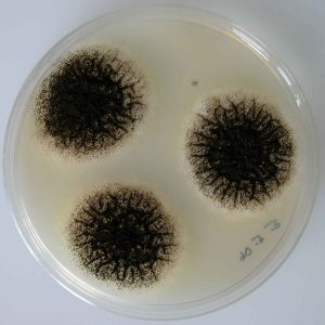 Mold on a petri dish