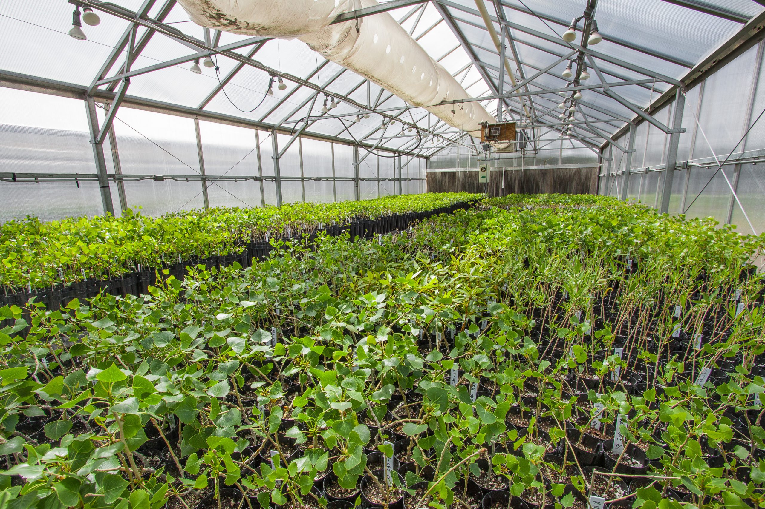 Research greenhouse rates NAU Greenhouse