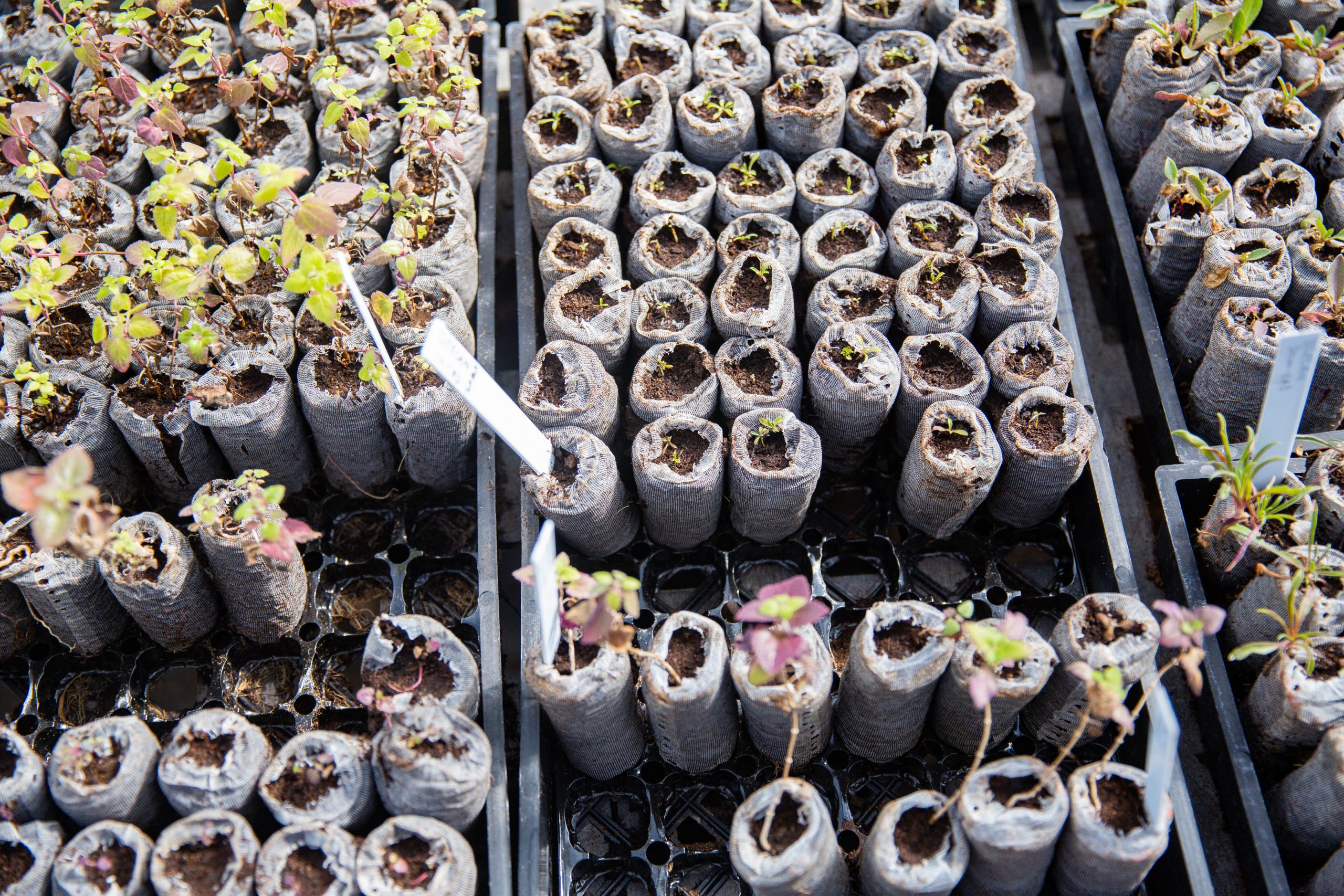 Research greenhouse cumulative rates NAU Greenhouse