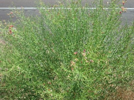 Green invasive vegetation growing.