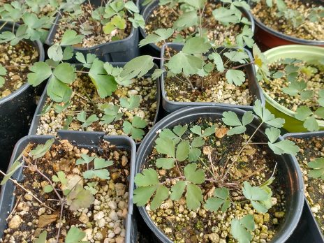 Native plants growing in pots in the NAU Greenhouse. 