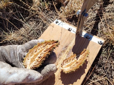 Ponderosa Pine Cone from Ppine cone collection project.