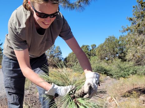 Adair Patterson collecting pine cones for the Ponderosa Pine Cone Collection project.