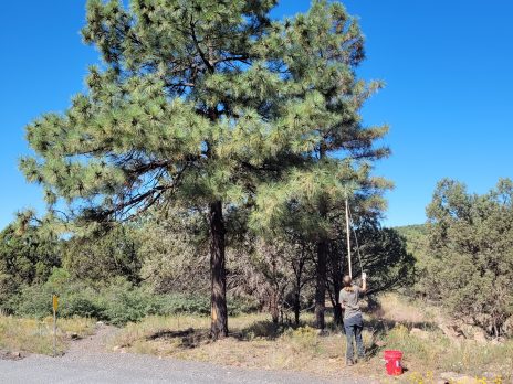 Standing Ponderosa Pine Tree.