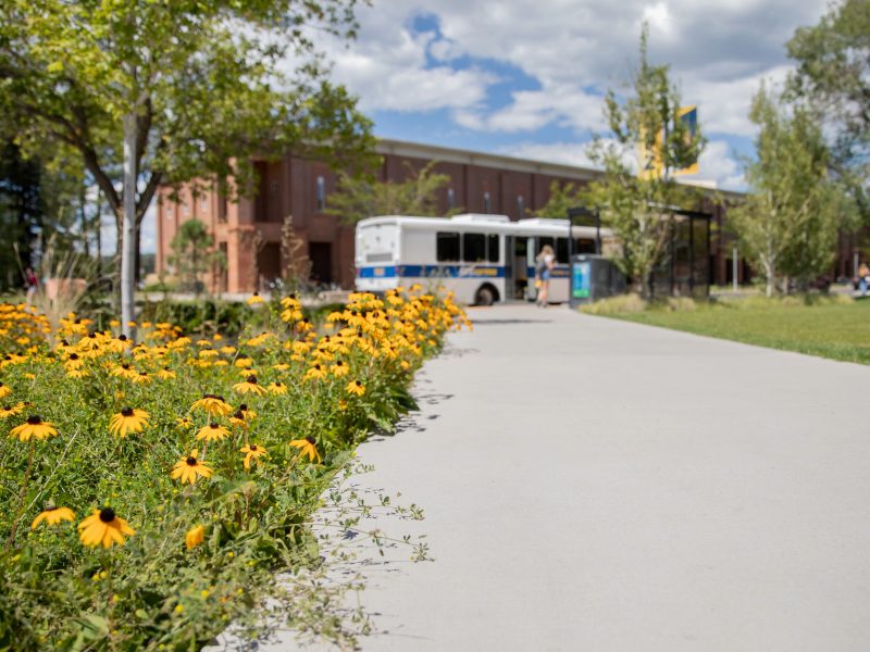 Rows of yellow flowers next to sidewalk, with a NAU bus at a bus stop in the background.