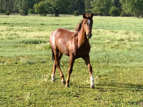 A reddish colored horse walking through a field at the NAU Hat Ranch.