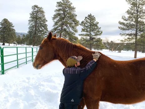 A child brushing a red horse, in the snow, on the NAU Hat Ranch.