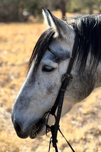 The profile of a white and black horse's face in a field on the Hat Ranch.