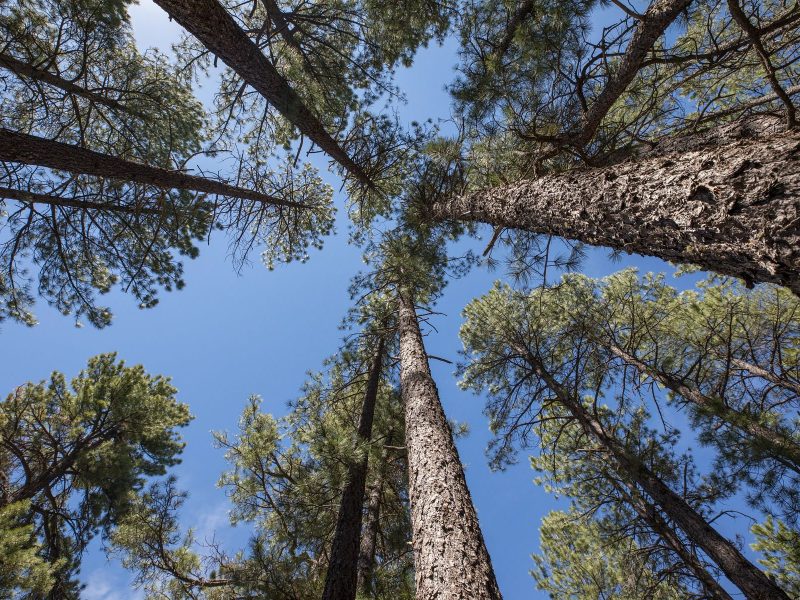 Looking up at tall pine trees.