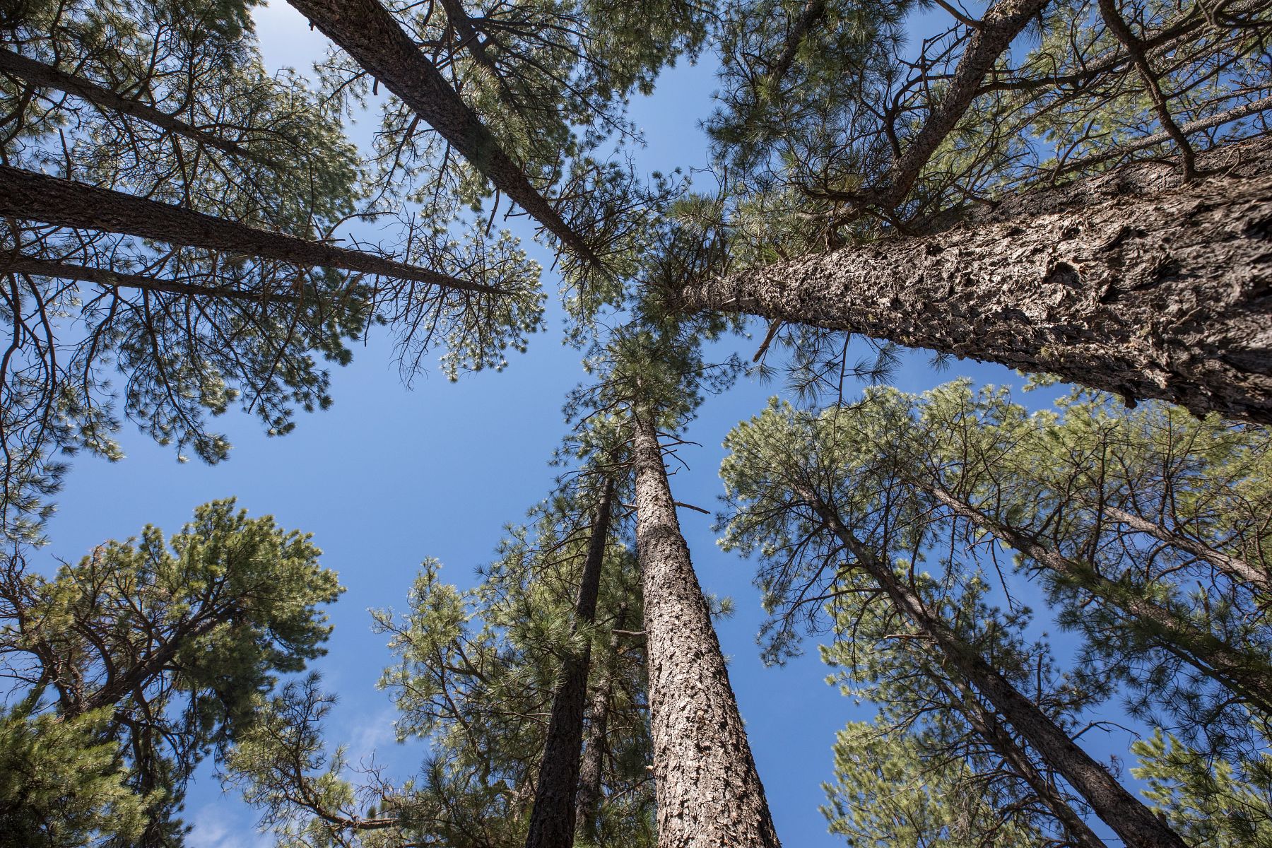 Looking up at tall pine trees.