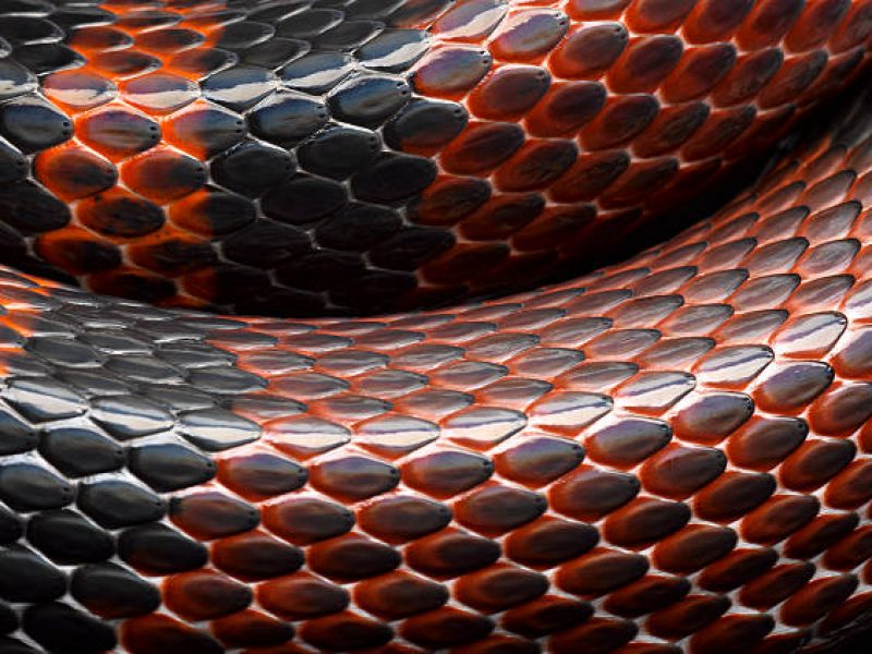 The black and red scales on a snake.