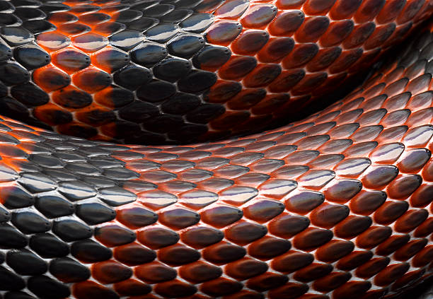 The black and red scales on a snake.