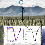 Understanding the Causes and Implications of Enhanced Seasonal CO2 Exchange in Boreal and Arctic Ecosystems