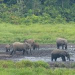 Role of Animals in Distributing Nutrients