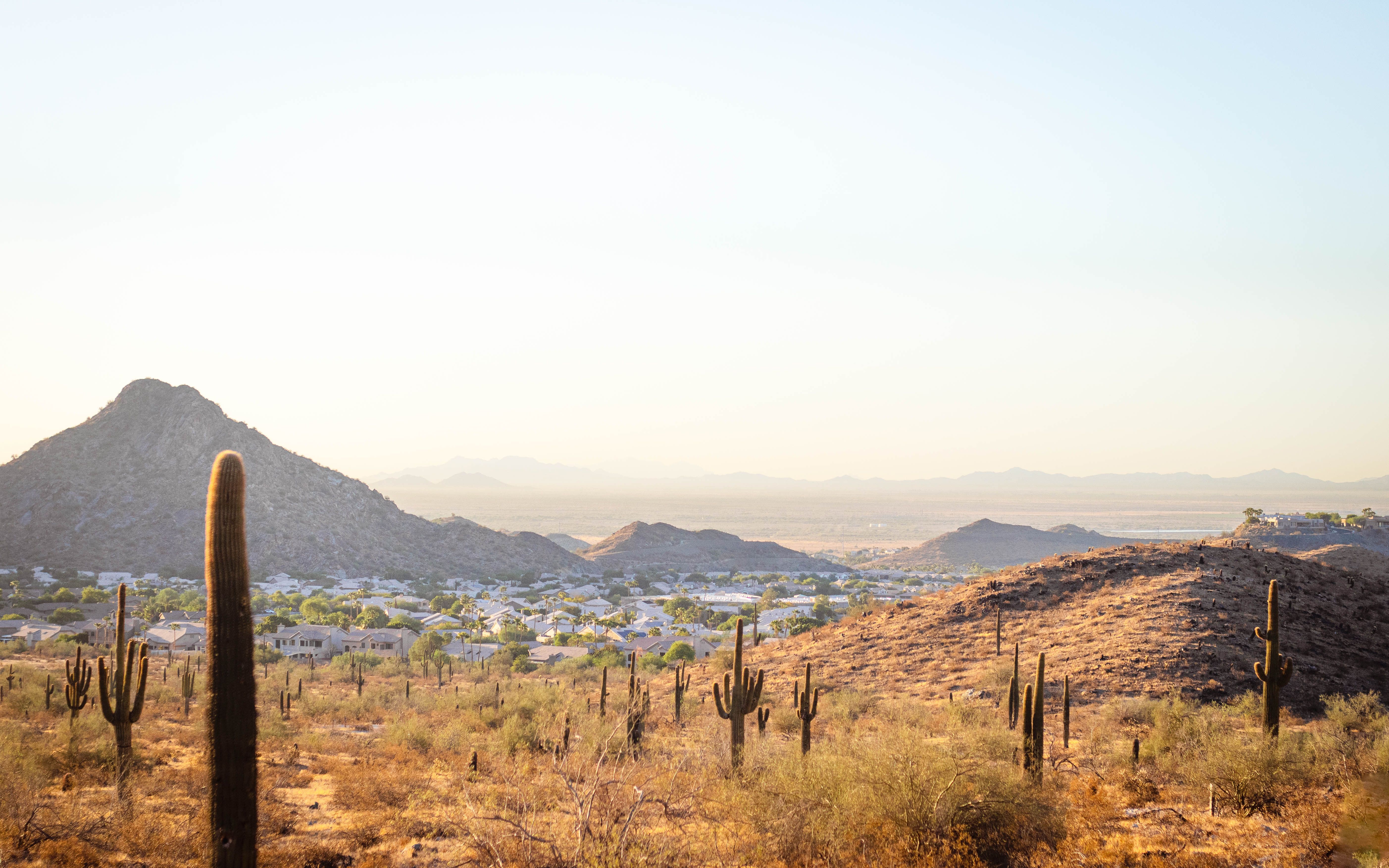 Sonoran desert landscape