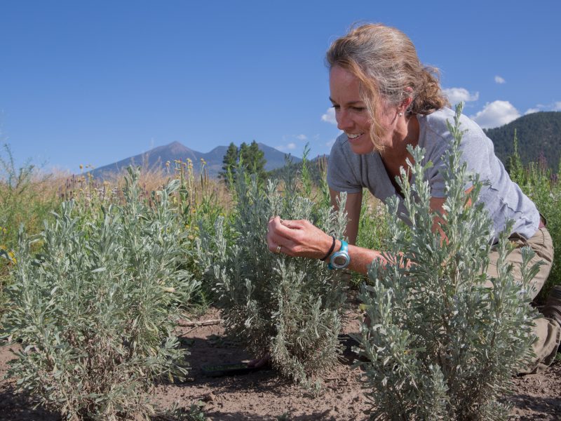Karen haubensak looking at a plant.