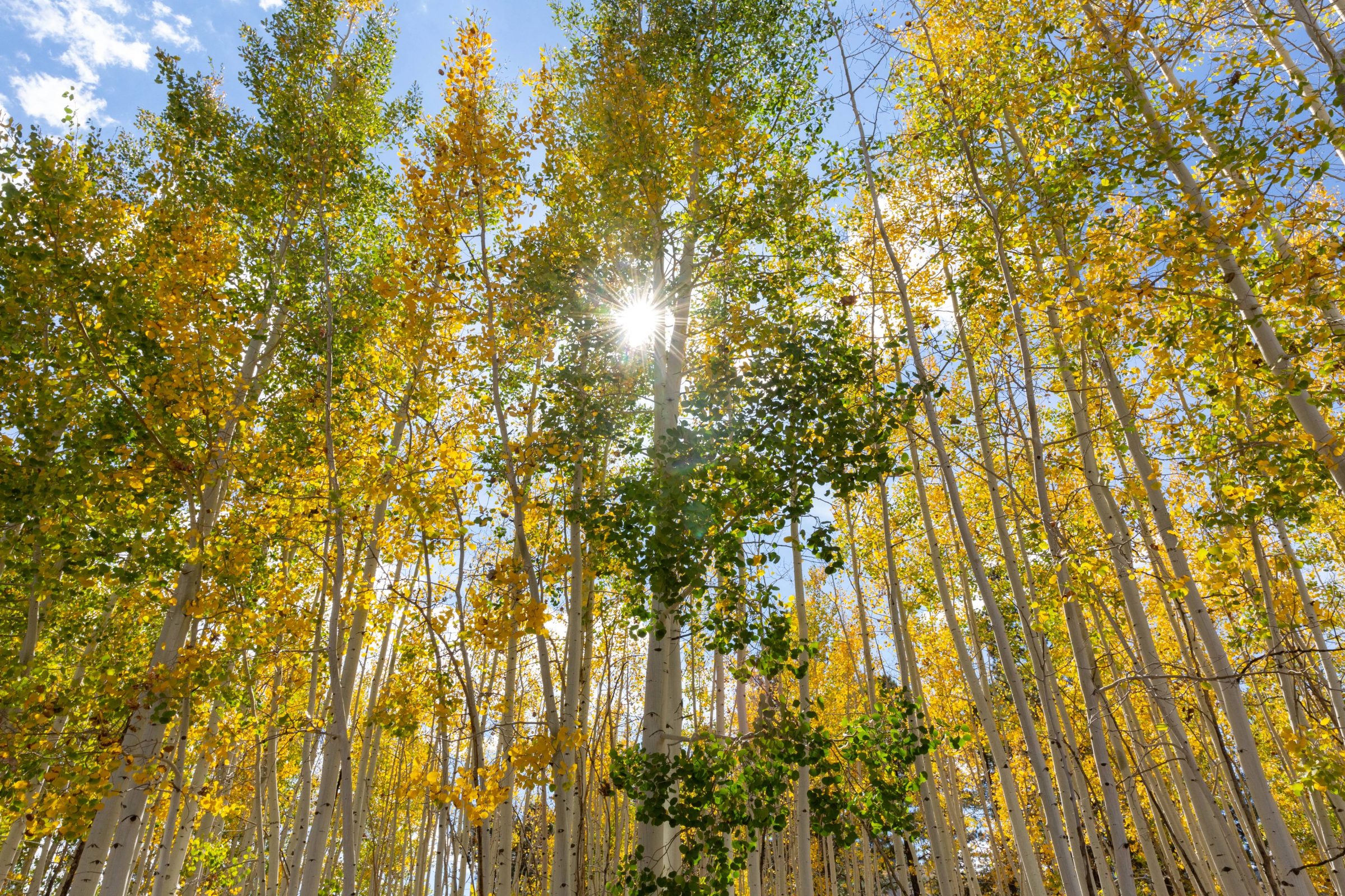 Flagstaff, Arizona's beautiful aspen trees.