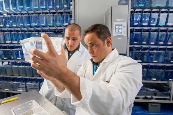 Matt Salanga and Phillip Kalaniopio working in lab
